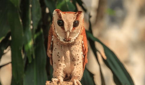 10. Spotted Owl