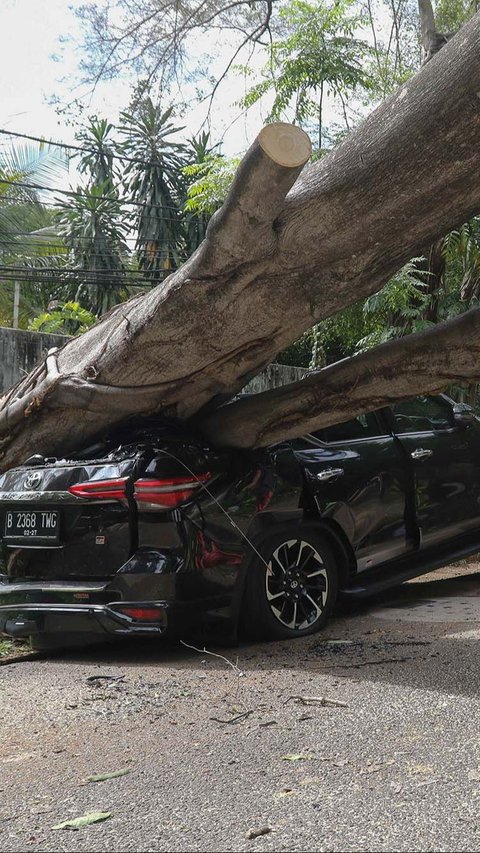 FOTO: Cuaca Cerah, Pohon Besar di Dekat Rumah Prabowo Tiba-Tiba Tumbang dan Timpa Mobil Sampai Ringsek