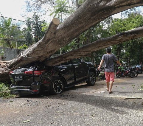 Sebuah pohon berukuran besar tiba-tiba tumbang di Jalan Sriwijaya I, Kebayoran Baru, Jakarta Selatan, Selasa (16/1/2024). Pohon tumbang tersebut ambruk hanya sekitar 20 meter saja dari kediaman Prabowo.<br>