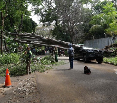 FOTO: Cuaca Cerah, Pohon Besar di Dekat Rumah Prabowo Tiba-Tiba Tumbang dan Timpa Mobil Sampai Ringsek