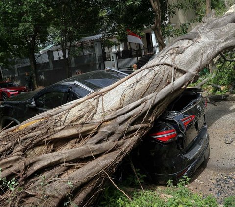 FOTO: Cuaca Cerah, Pohon Besar di Dekat Rumah Prabowo Tiba-Tiba Tumbang dan Timpa Mobil Sampai Ringsek