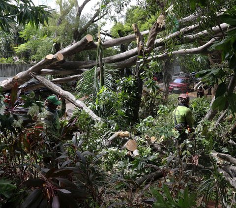 FOTO: Cuaca Cerah, Pohon Besar di Dekat Rumah Prabowo Tiba-Tiba Tumbang dan Timpa Mobil Sampai Ringsek