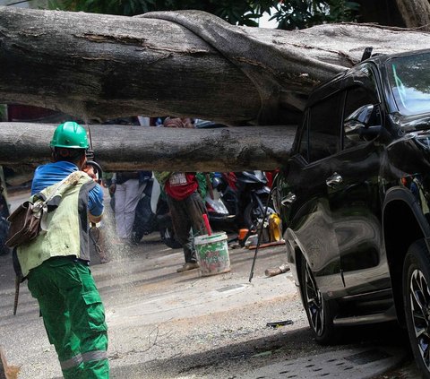 FOTO: Cuaca Cerah, Pohon Besar di Dekat Rumah Prabowo Tiba-Tiba Tumbang dan Timpa Mobil Sampai Ringsek