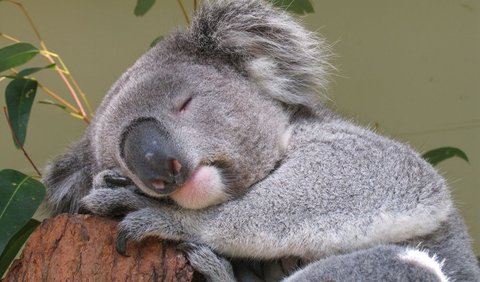 Koala (Phascolarctos cinereus): 18-22 hours.