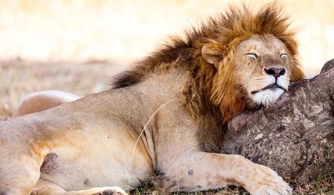 <b>Singa Afrika Jantan (Panthera leo) : 18-20 Jam</b><br>