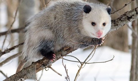 <b>Opossum Amerika Utara (Didelphis virginiana) - 18 Jam</b><br>