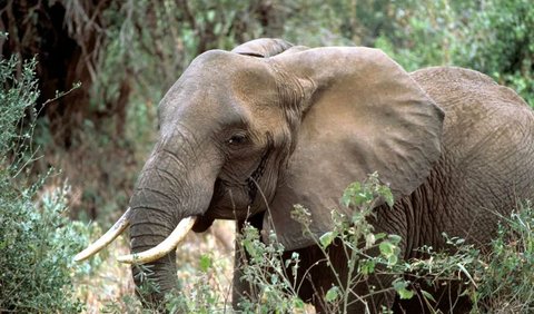 African Elephant (Elephantidae) - 2 Hours