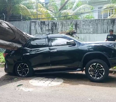 Pohon Tumbang Dekat Rumah Prabowo Timpa Fortuner, BPBD DKI:  Karena Akarnya Busuk