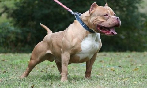 The Heroic Action of a Dog Fighting a Snake to Protect Its Owner's Home