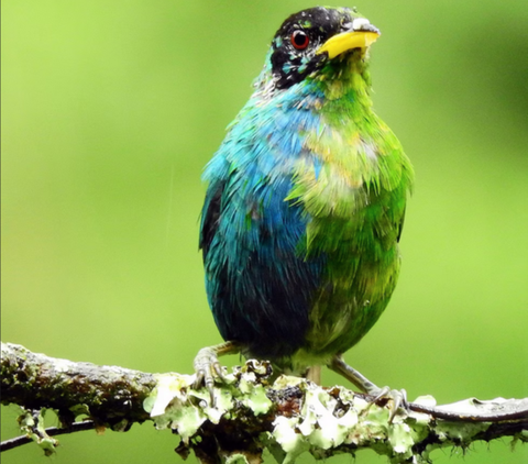 Researchers Discover Rare Bird Half Female-Half Male in Colombia ...