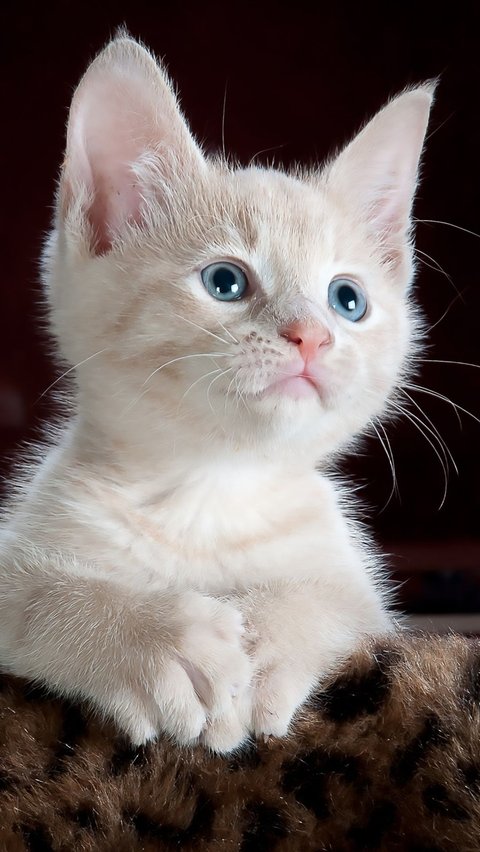 Mengenal Kucing Terkecil di Dunia, Ukuran Bonsai dan Tak Pernah Bisa Besar