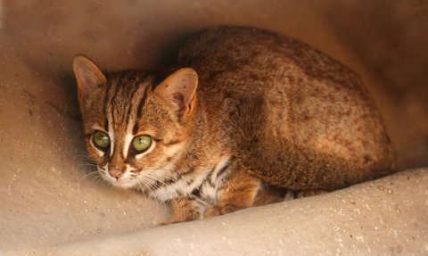 Mengenal Kucing Terkecil di Dunia, Ukuran Bonsai dan Tak Pernah Bisa Besar