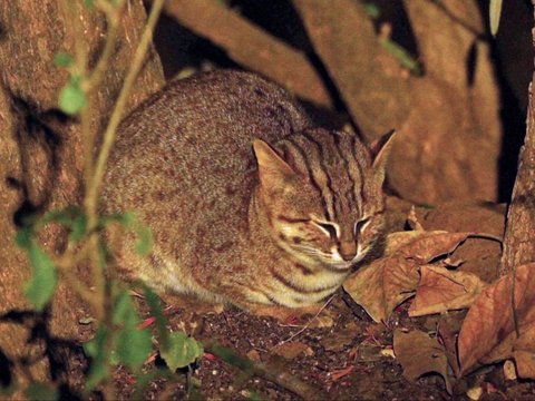 Mengenal Kucing Terkecil di Dunia, Ukuran Bonsai dan Tak Pernah Bisa Besar