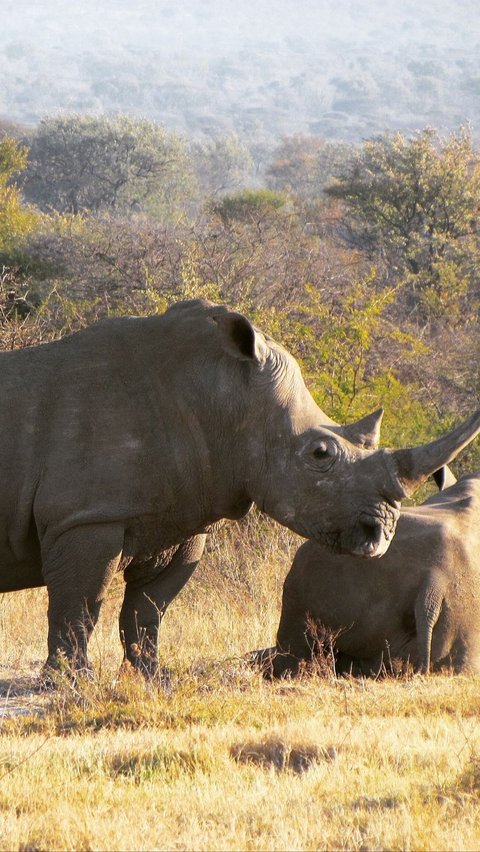 If Angry, Rhinoceros Can Flip Cars Like Toys, Terrifying Powerful Animal