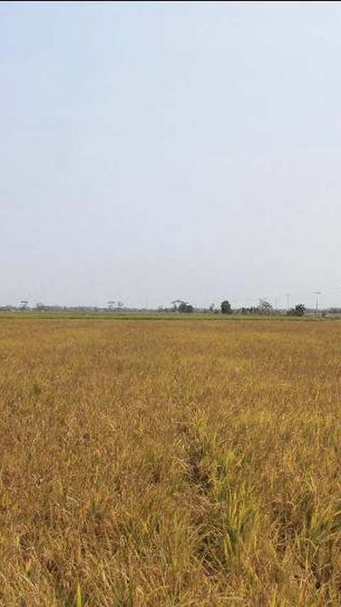 Walhi Nilai Food Estate Rusak Lingkungan