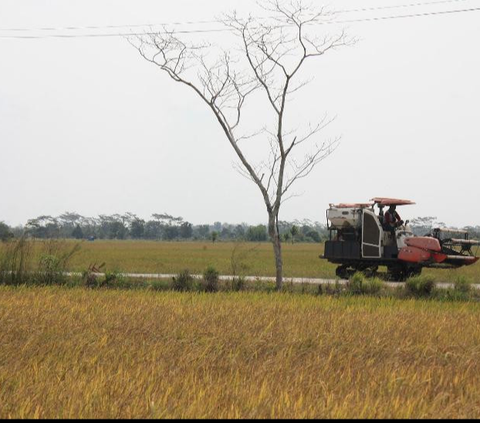 Walhi Nilai Food Estate Rusak Lingkungan