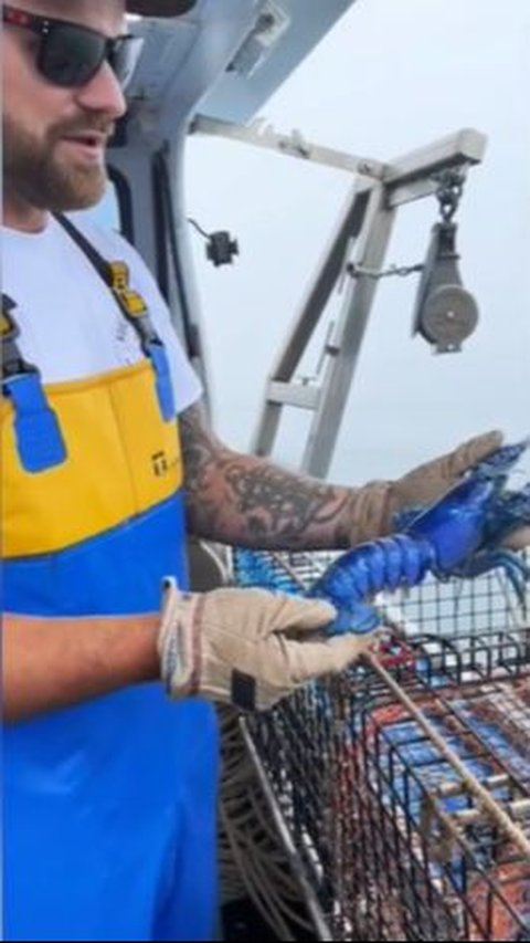 Nelayan Ini Tak Sengaja Temukan Lobster Biru Paling Langka di Dunia