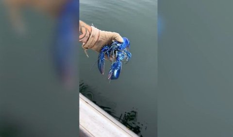 1. Meski Berhasil Tangkap Lobster Biru Langka, Nelayan Ini Membuat Keputusan yang Sangat Bijak<br>