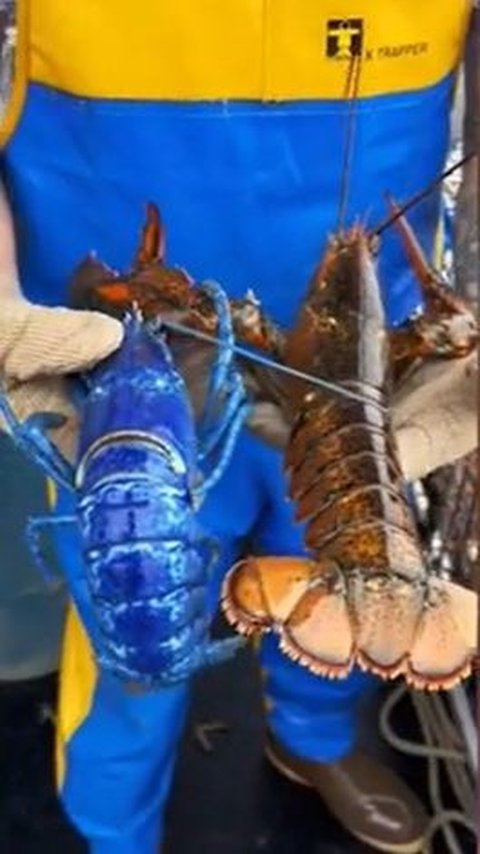 2. Respon Komisi Perdagangan Federal terhadap Temuan Lobster Biru<br>