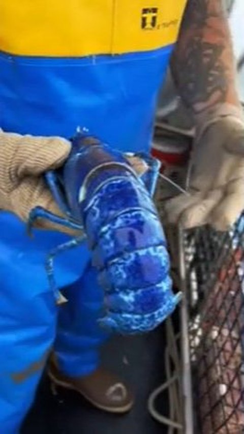 3. Keindahan Cangkang Biru Lobster Langka yang Memukau<br>