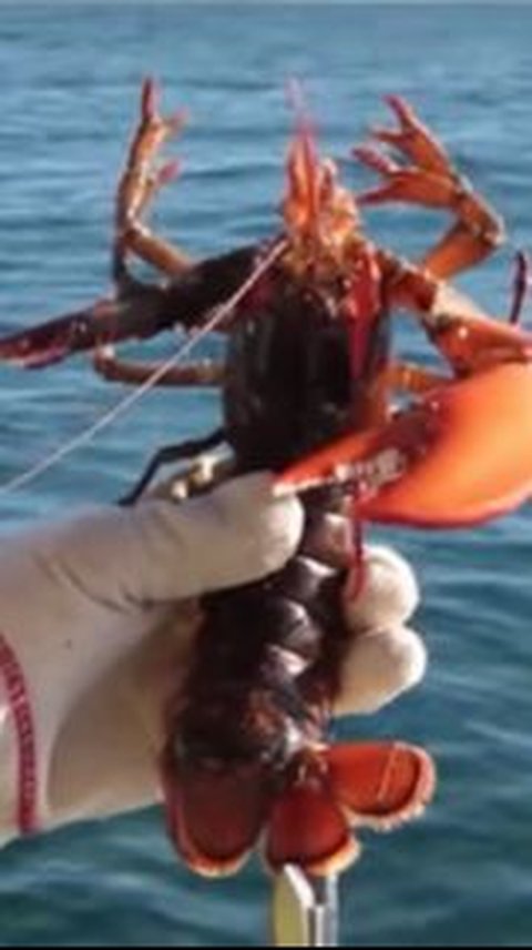 5. Tanda V pada Ekor Lobster<br>