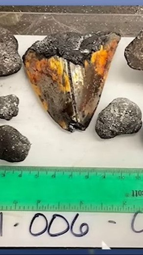 Heboh Penemuan Fosil Gigi Megalodon 10.000 Kaki di Bawah Laut