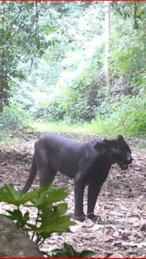 Masih dapat Ditemui walau Mulai Langka, Begini Kehidupan Satwa Macan di Hutan Blora