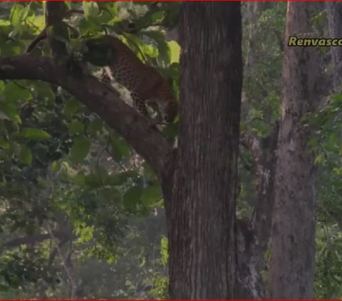 Masih dapat Ditemui walau Mulai Langka, Begini Kehidupan Satwa Macan di Hutan Blora