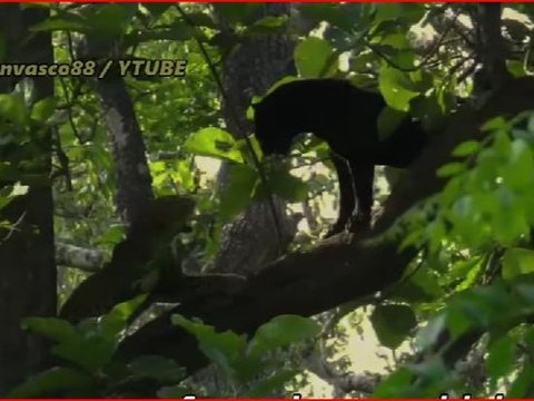 Masih dapat Ditemui walau Mulai Langka, Begini Kehidupan Satwa Macan di Hutan Blora