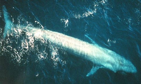 The Largest Blue Whale Ever Recorded, Far Exceeding the Size of Dinosaurs!