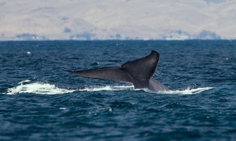 The Largest Blue Whale Ever Recorded, Far Exceeding the Size of Dinosaurs!