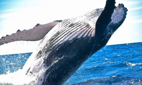 Extraordinary, This Humpback Whale Can Swallow 1000 Fish in One Gulp
