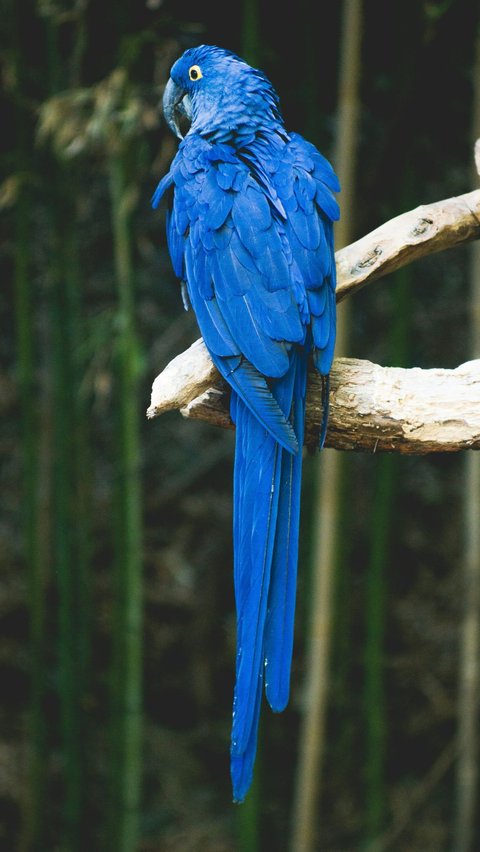 <b>Jenis Burung Khas Indonesia, Ketahui Karakteristik dan Habitatnya</b>
