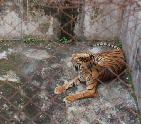 Kehidupan harimau Sumatera di Medan Zoo, Medan, Sumatera Utara, tengah menjadi sorotan setelah tiga ekor satwa asli Indonesia itu mati dalam waktu dua bulan pada akhir tahun 2023 lalu. 