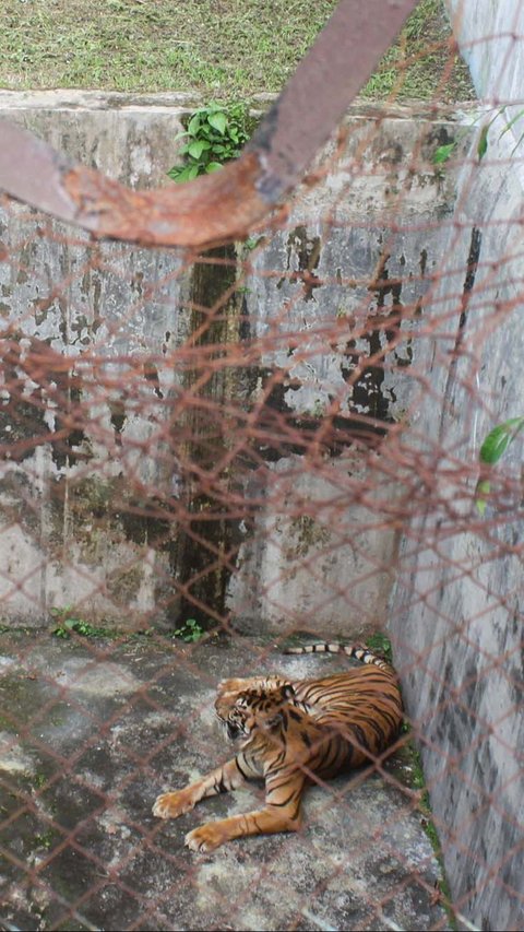 Dalam foto yang diperoleh AFP pada Senin (15/1), terlihat harimau Sumatera dengan tubuh kurus meringkuk di dalam kandang.