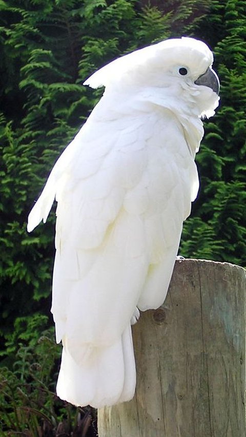 <b>Kakaktua Putih (Cacatua alba)</b>