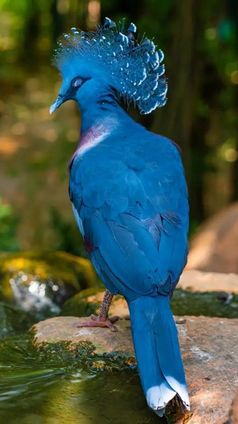 <b>Merpati Mahkota Biru (Goura cristata)</b>