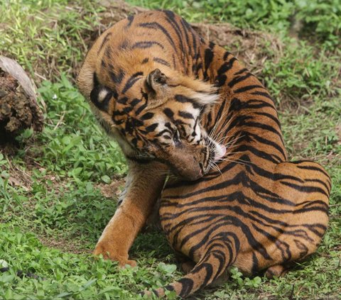 FOTO: Bertubuh Kurus, Ini Penampakan Harimau Sumatera di Medan Zoo yang Bikin Miris