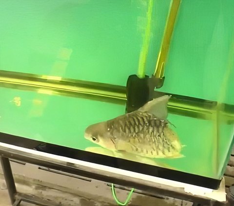 Unbelievable! Despite Losing Half of Its Body and Tail, This Fish Still Lives: Becomes an Impromptu Circus Animal