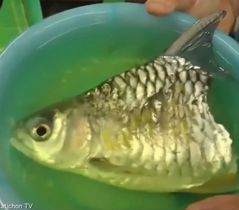Unbelievable! Despite Losing Half of Its Body and Tail, This Fish Still Lives: Becomes an Impromptu Circus Animal