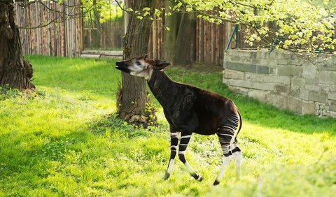 Okapi, yang diumumkan oleh petugas kebun binatang sebagai bayi laki-laki, lahir pada 17 Desember lalu <br>