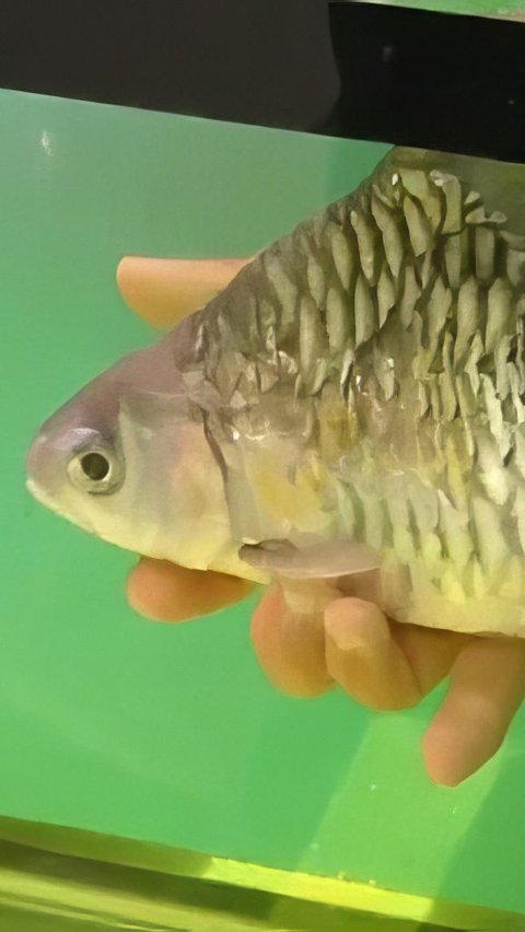 Without a Tail and Half of Its Body Missing, This Fish Still Lives: Becomes an Impromptu Circus Animal