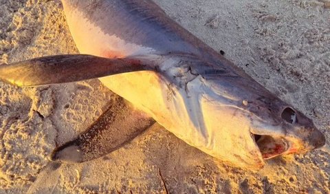 Penampakan hiu seperti yang terdampar di Sunset Beach