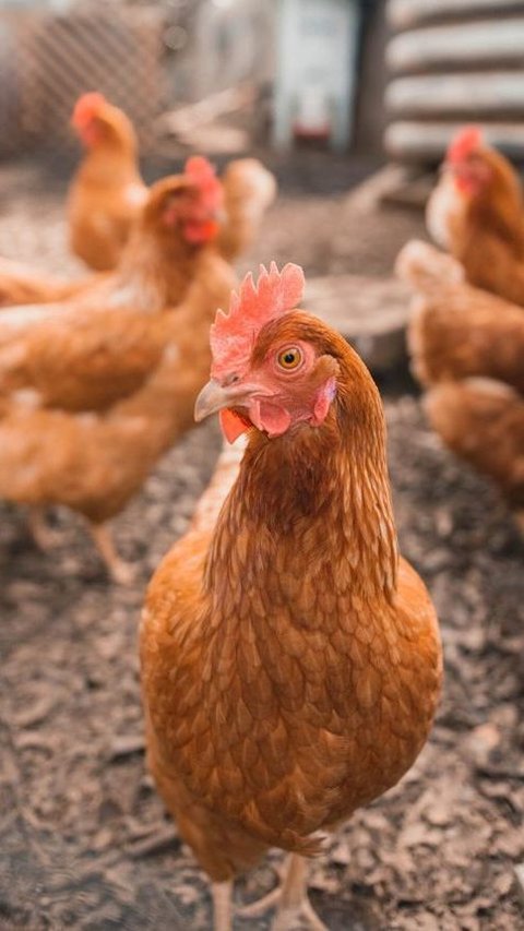 Ilmuwan Sebut Kebanyakan Manusia Mampu Pahami Perasaan Ayam