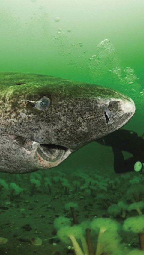 Hiu Greenland merupakan salah satu spesies hiu terbesar yang masih bertahan dengan kelangsungan hidup mencapai 450 juta tahun. <br>