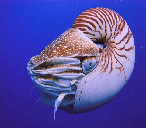 9 Hewan Laut Tertua di Dunia yang Masih Hidup Hingga Sekarang