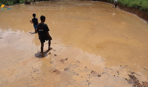 Mencari Belut di Jejak Roda Traktor