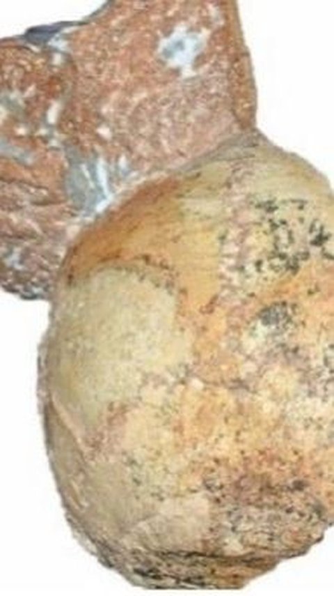 Pecahan Tengkorak Berusia 210.000 Tahun Ditemukan di Yunani, Arkeolog Ungkap Sosoknya