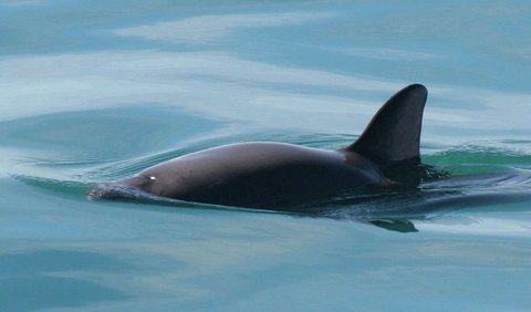 1. Vaquita is the Smallest Cetacean in the World.