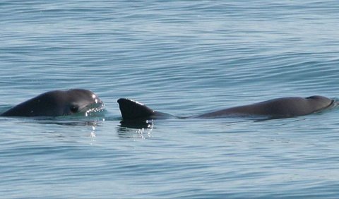 5. Researchers estimate that Vaquitas can live for about 20 years.
